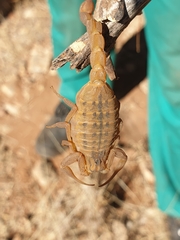 Hottentotta conspersus