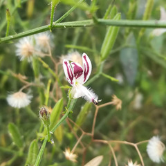 Andrographis echioides