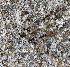 Pristomyrmex punctatus