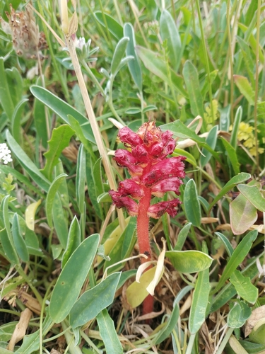 Image of Orobanche foetida by no rights reserved
