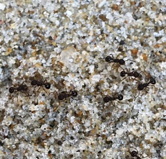 Pristomyrmex punctatus