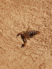 Opistophthalmus
