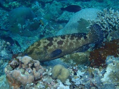 Epinephelus polyphekadion