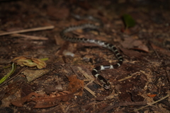 Lycodon subannulatus