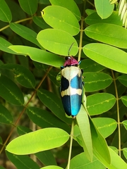 Chrysochroa