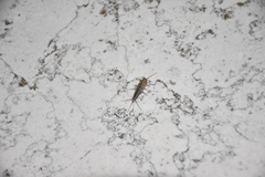 Ctenolepisma lineatum