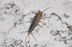 Ctenolepisma lineatum