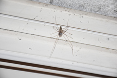 Holocnemus pluchei