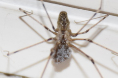 Holocnemus pluchei