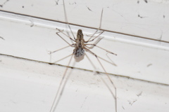 Holocnemus pluchei