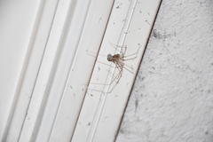 Holocnemus pluchei