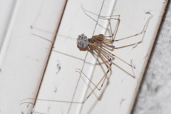 Holocnemus pluchei