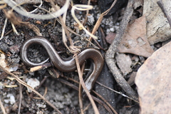 Hemiergis decresiensis