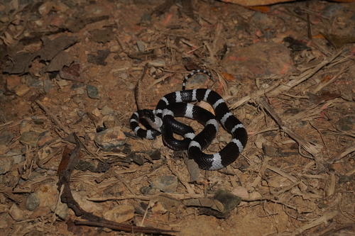 Photo of a Snake-Eater Wolf Snake (Lycodon ophiophagus)