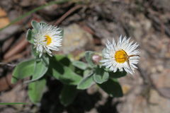 Coronidium newcastlianum