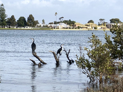 Phalacrocorax varius