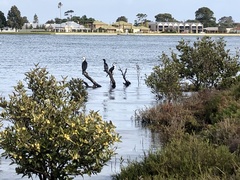 Phalacrocorax varius