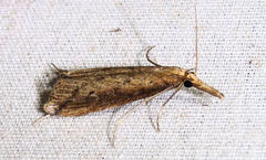 Donacaula longirostrallus