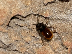 Osmia cornuta