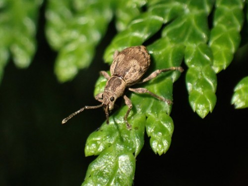Obscure root weevil photo 2