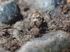 Pteroxanium kelloggi
