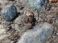 Pteroxanium kelloggi