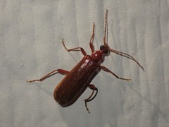Dendroides ephemeroides