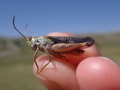 Stenobothrus rubicundulus