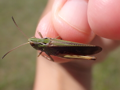Stenobothrus rubicundulus