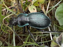 Carabus scheidleri