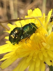 Cryptocephalus globicollis