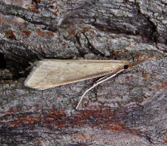 Donacaula longirostrallus