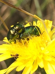 Cryptocephalus globicollis