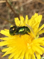 Cryptocephalus globicollis