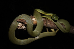 Boiga cyanea