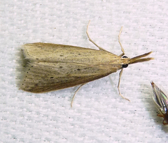 Donacaula longirostrallus