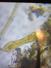 Surirella librile
