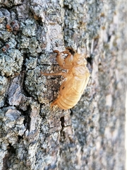 Cicada orni