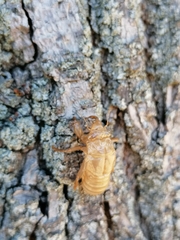 Cicada orni