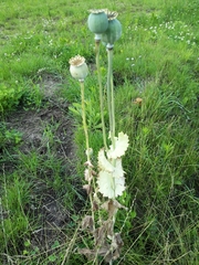 Papaver somniferum