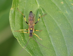 Amblyteles armatorius