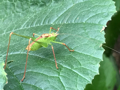 Leptophyes punctatissima