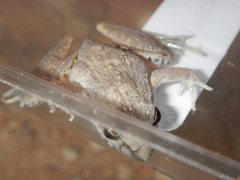 Litoria inermis
