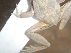 Litoria inermis