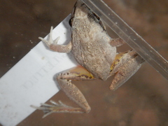 Litoria inermis