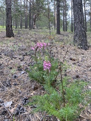 Pedicularis rubens