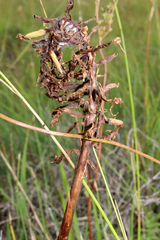 Anacamptis pyramidalis