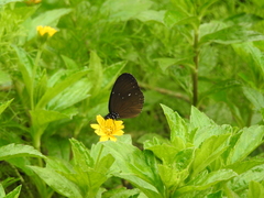 Euploea tulliolus ledereri