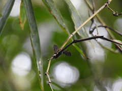 Logania marmorata damis