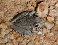Litoria inermis